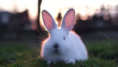 the concept of the easter bunny symbol is a way to represent the easter holiday and its celebration. rabbit on green grass. vertical video