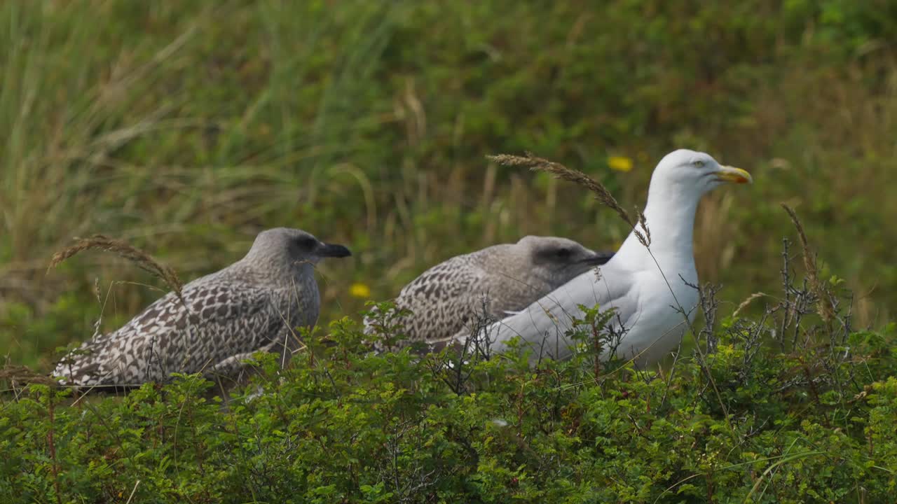 갈매기 떼가 바람 부는 날 초원에 서 있다