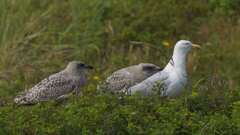 bandada de gaviotas se paran en la pradera en un día ventoso