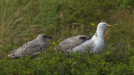 bandada de gaviotas se paran en la pradera en un día ventoso