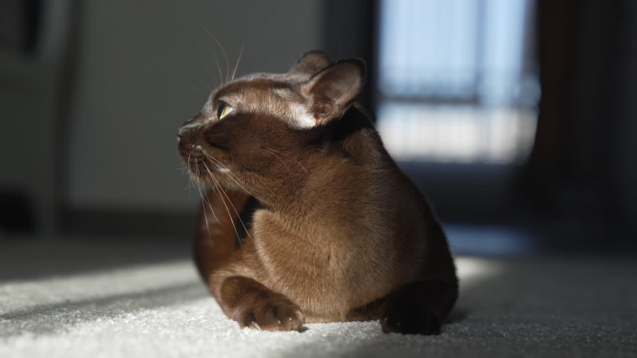 Dark cat laying in home on the ground. Cute beautiful kitty on the sun.