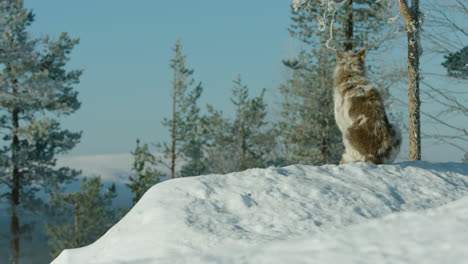 un perro collie husky se sienta en la nieve, en un bosque