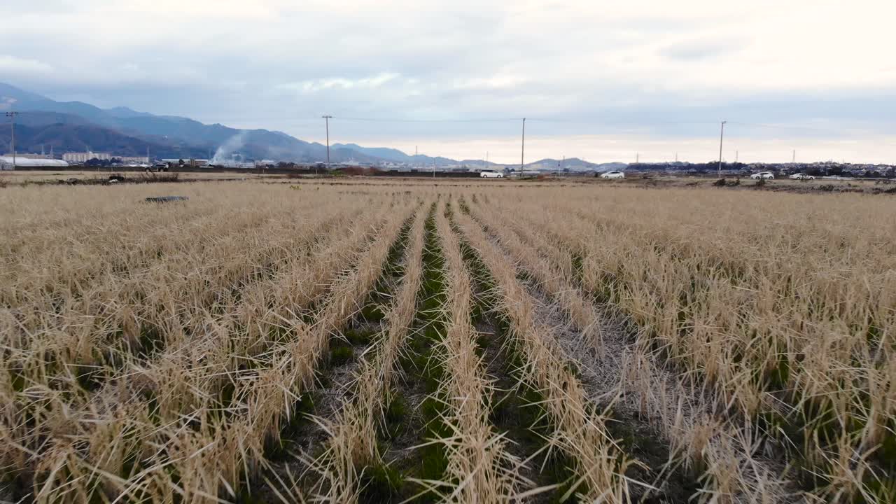 Backwards Tilt-Up View Of Rice Fields With Crops - Aerial Shot