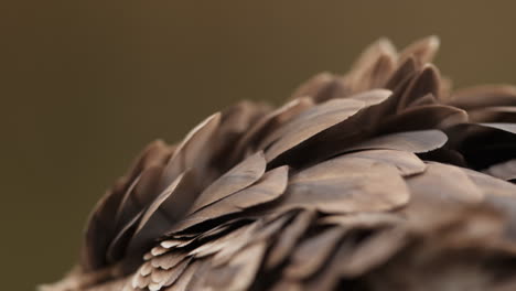 close-up of bird feathers