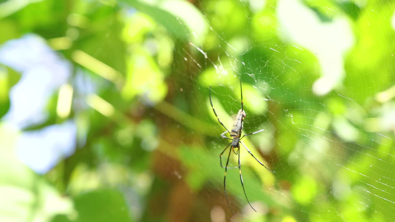 A spider spins its web amidst vibrant green foliage in Phuket, Thailand. Sunlight filters through, creating a serene, natural atmosphere