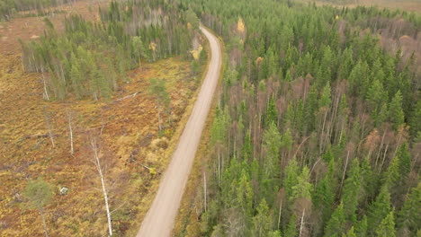 dirt road amid the autumn forest with birches and firs in sweden