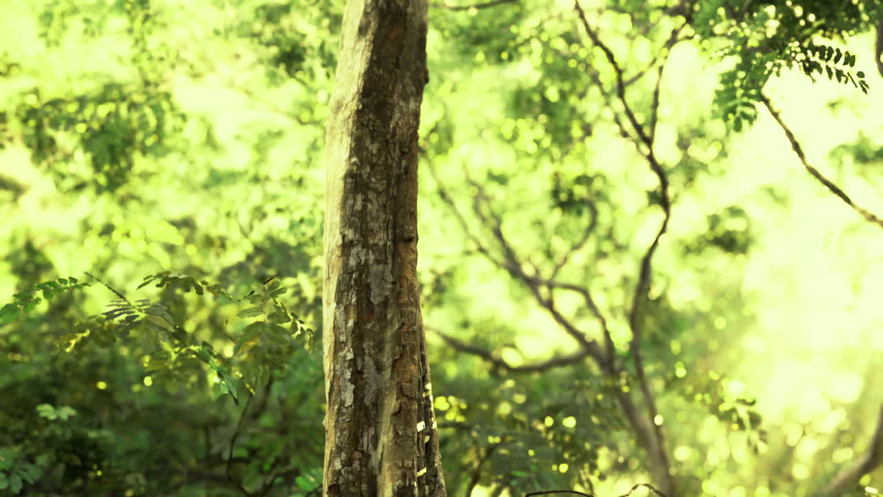 Tall tree stands majestically in lush forest during bright sunny day
