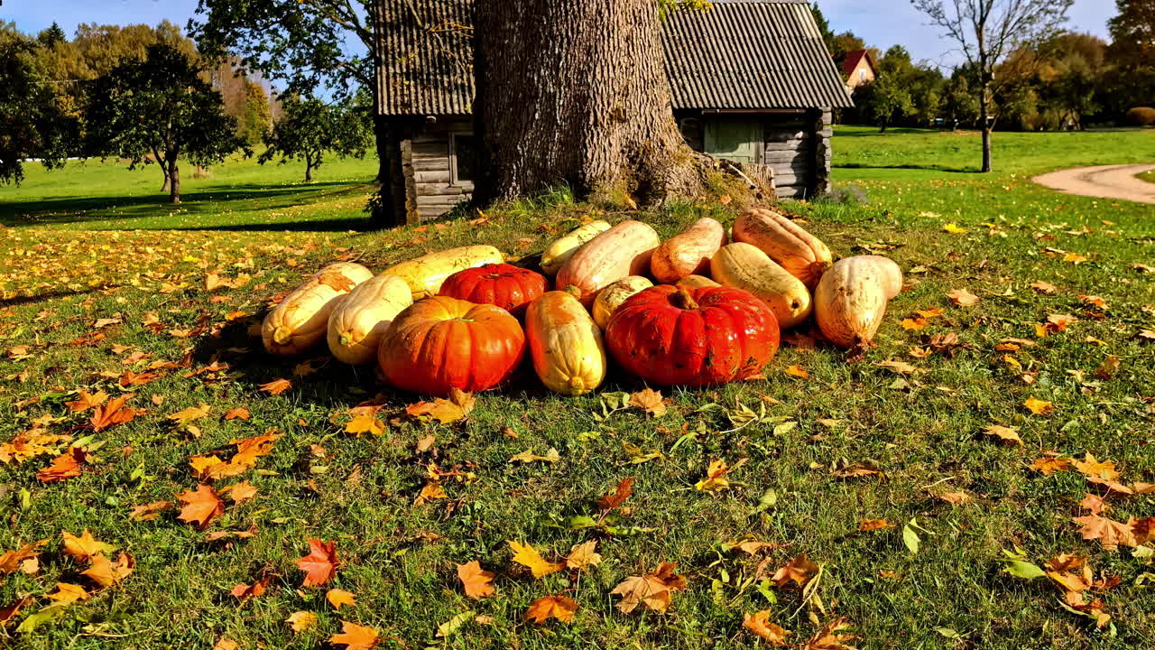 Calabazas bajo un árbol en la soleada Cesis, Letonia, mostrando colores otoñales