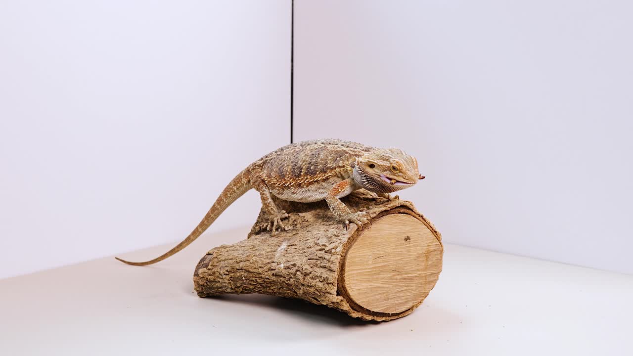 A bearded dragon interacts with food on a log in a well-lit studio environment, showcasing natural behavior