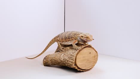a bearded dragon interacts with food on a log in a well-lit studio environment, showcasing natural behavior