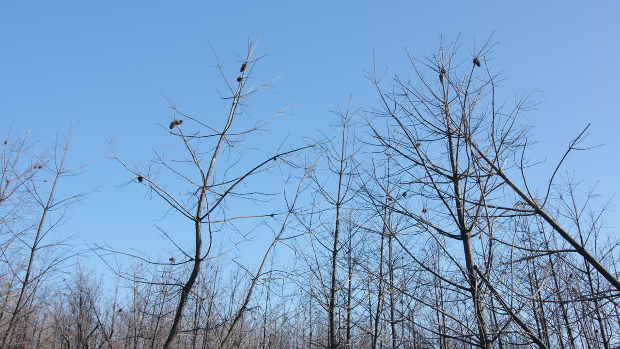 árboles desnudos contra un cielo azul