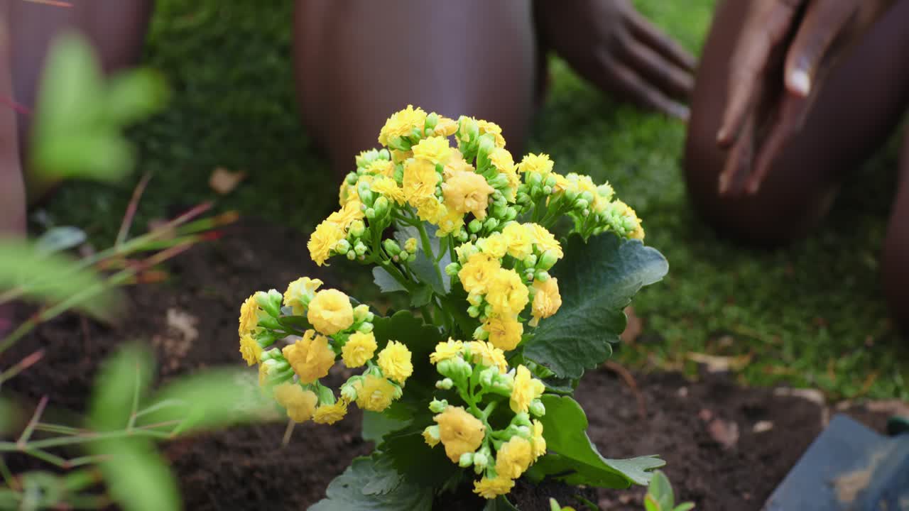 Afroamerikanske kvinder knæler på græsplænen og klapper jorden omkring en gul plante efter plantning, med en planteske.