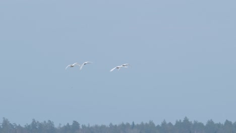 Vier-Singschwäne-Fliegen-In-Der-Frühlingsmigrationszeit-An-Land