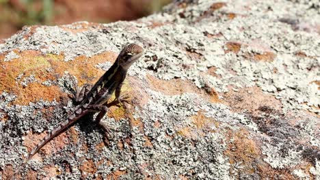 a lizard moves slightly while sunning on a rock.