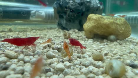 a few red cherry shrimp in an aquarium