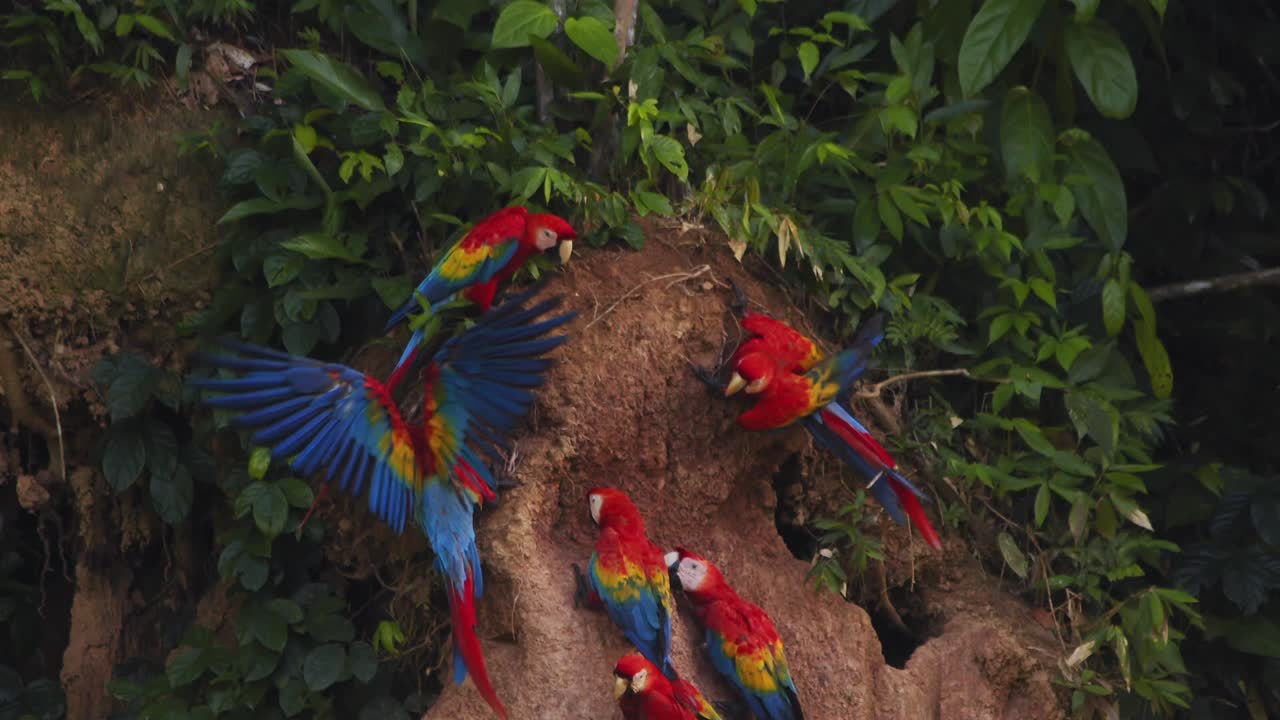 un guacamayo escarlata agita sus alas para estabilizarse en el lico de arcilla chuncho mientras otros se alimentan cerca