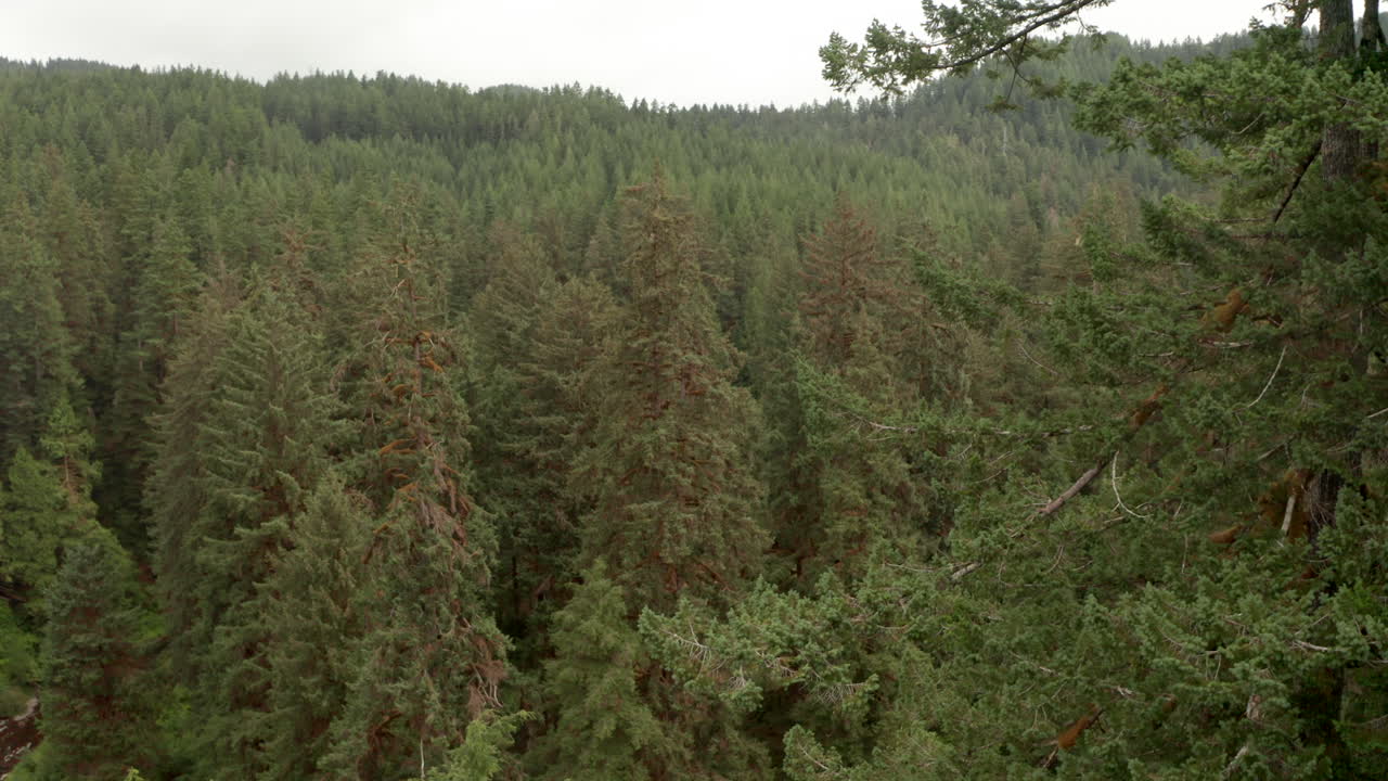 Aerial shot past large fir tree revealing pine forest