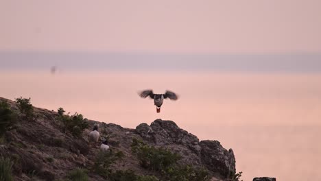 puffins on coast with orange sunset sky on coast, large group of atlantic puffins colony in flight and perching, perched on rocks, taking off with orange sunset, uk seabirds and birds on skomer island