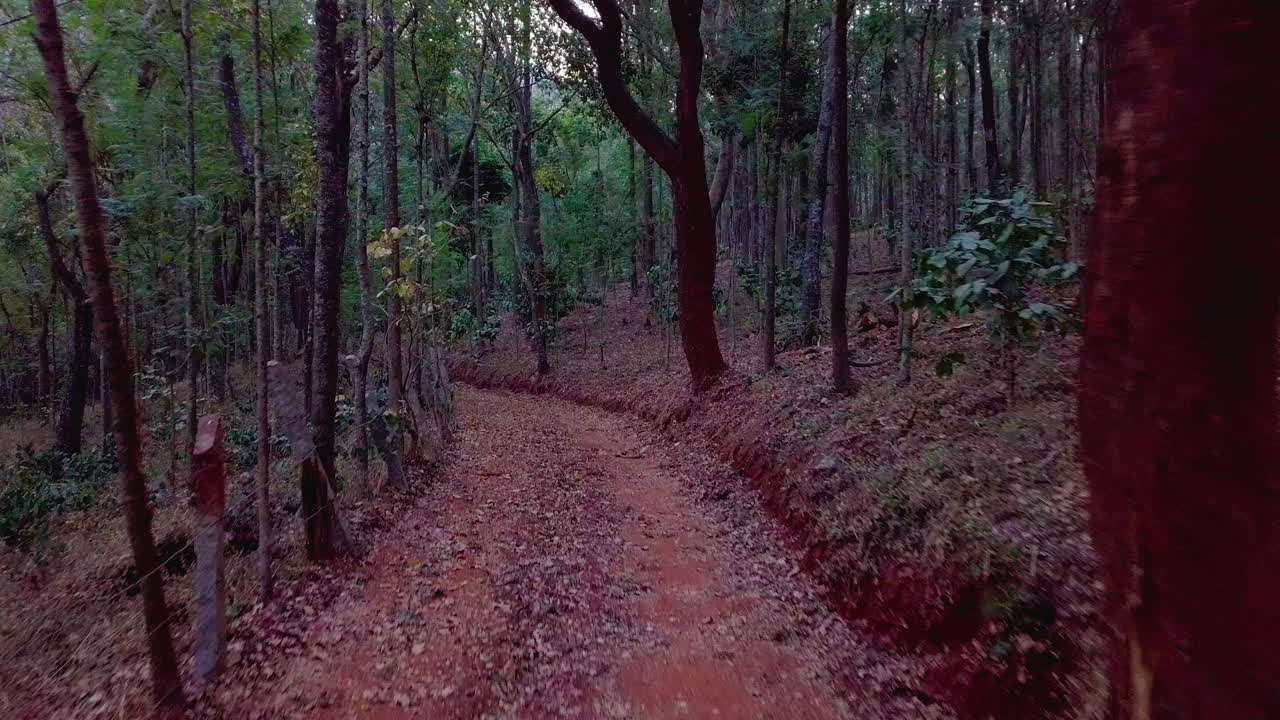 Dirt path winds through dense trees in Chikmagalur mountains under evening light