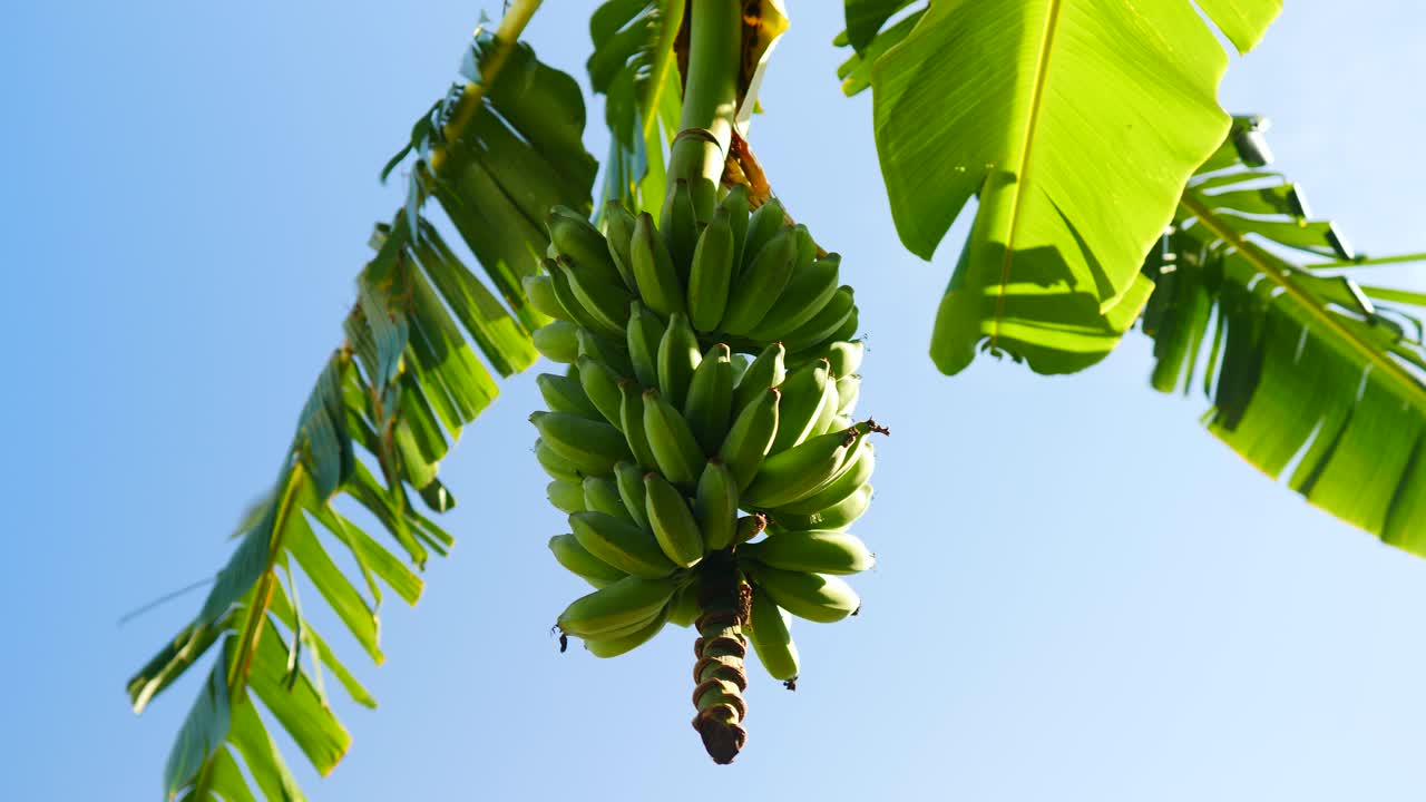 Green Bananas Hanging on a Banana Tree