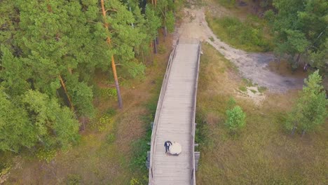 newlywed couple walks on bridge in pine forest upper view