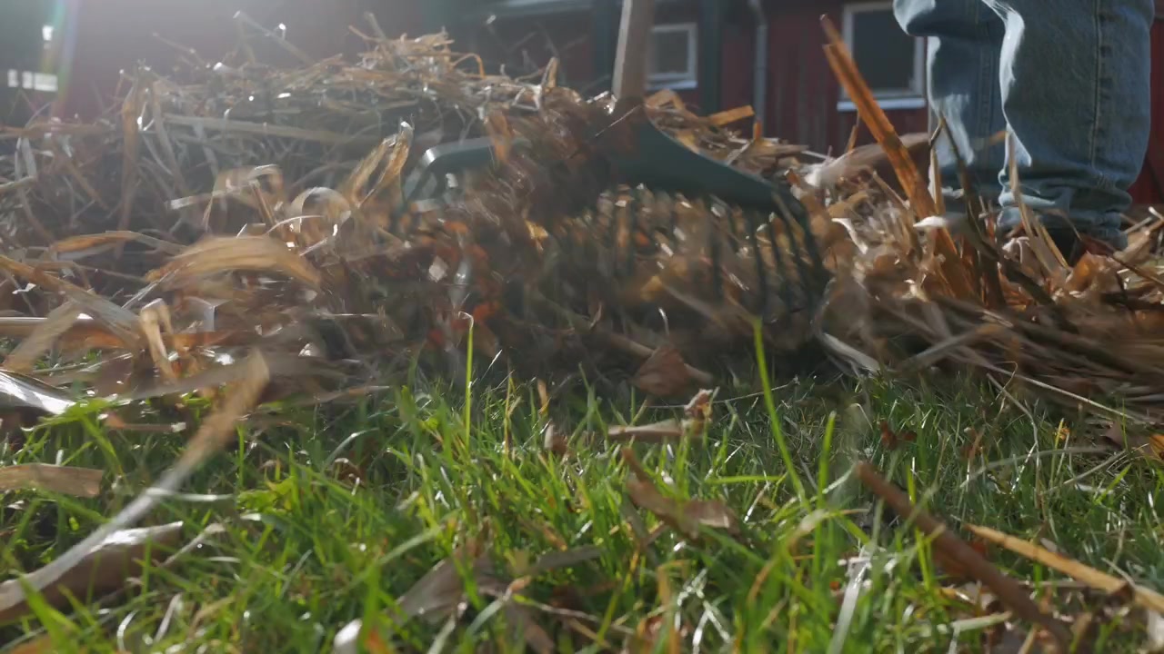 Removing old grass from lawn with rake, cleaning garden in spring, low angle