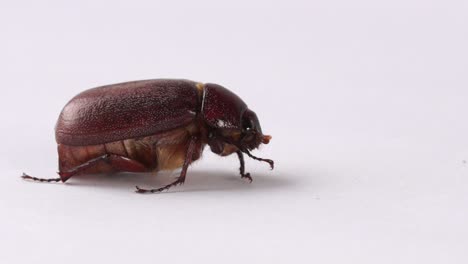 slow zoom in macro muna beetle or june bug, edible insect of new guinea