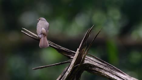 El-Papamoscas-Azul-De-La-Colina-Se-Encuentra-En-Un-Hábitat-De-Gran-Altura,-Tiene-Plumas-Azules-Y-Un-Pecho-Anaranjado-Para-El-Macho,-Mientras-Que-La-Hembra-Es-De-Color-Marrón-Canela-Pálido-Y-También-Con-Un-Pecho-Anaranjado-En-Transición