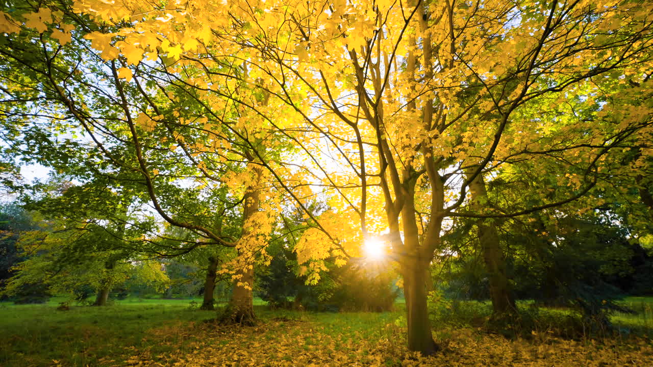 Woman walking in autumn park with golden leaves