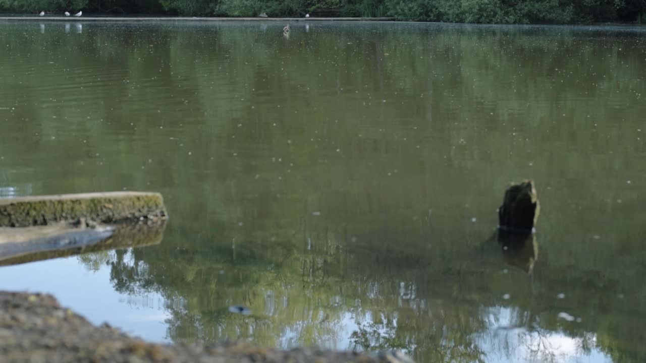 Rippling green lake with birds and reflections wide tilting shot