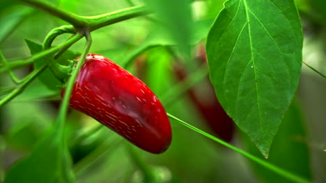 ripe red jalepeno ready to be picked