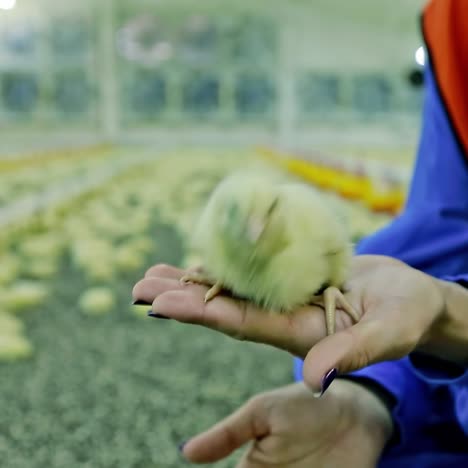 hand holding newly chick