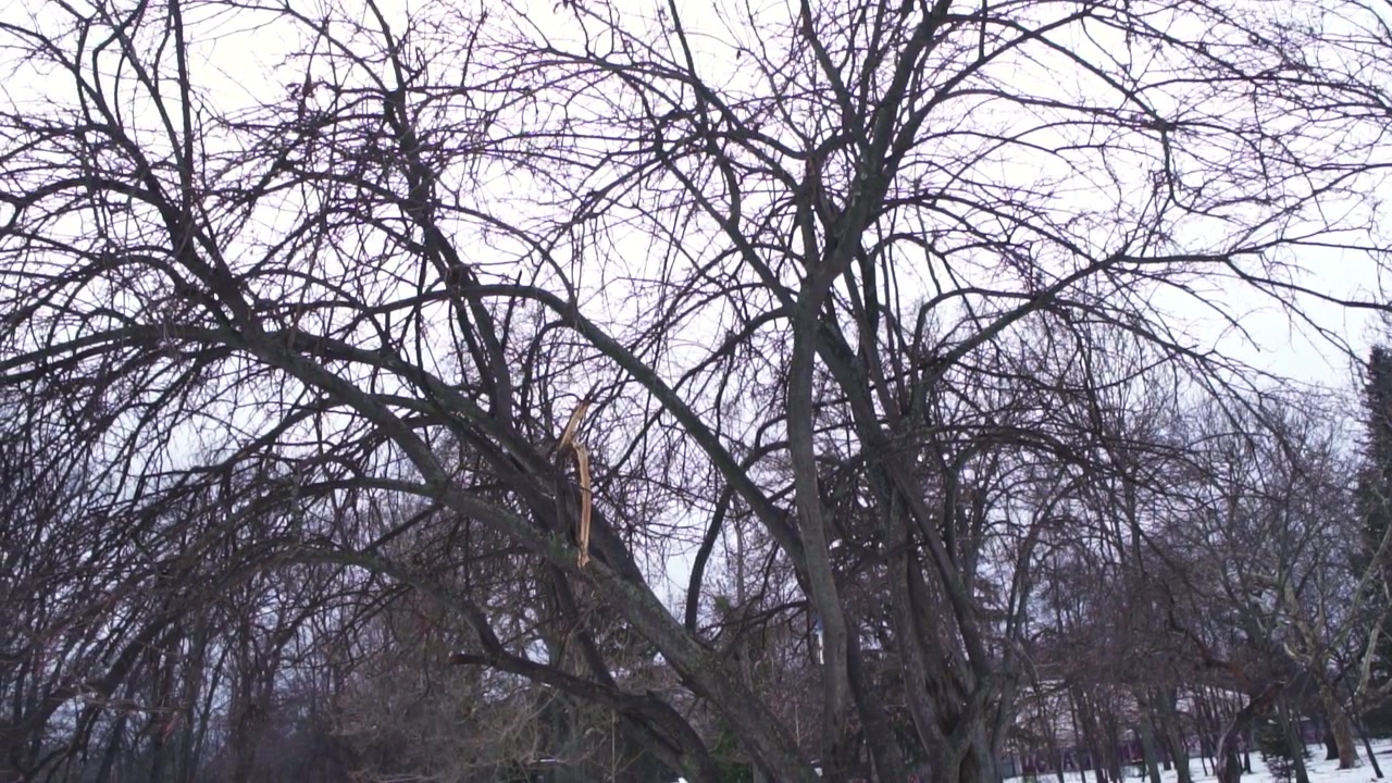 Video 4K di una giornata solitaria e cupa nella natura desolata, foresta ghiacciata piena di alberi con rami spogli e senza foglie in inverno, durante una giornata buia, grigia e tetra, con neve a terra, gelo e ghiaccio.