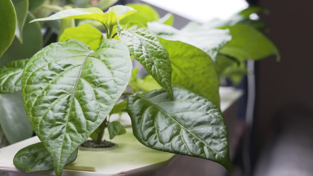 홈메이드 셋업이 있는 아파트에서 캐롤라이나 사신 칠리 집의 수경재배-4