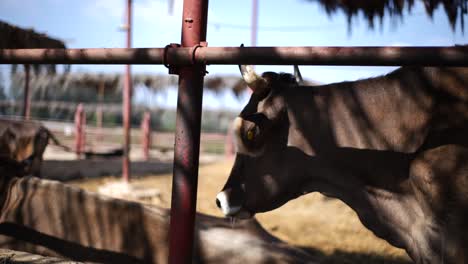 brown cows resting in a farm enclosure