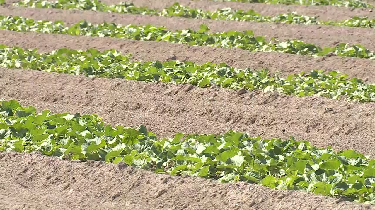 Cucumber Plants Growing in Rows in a Field