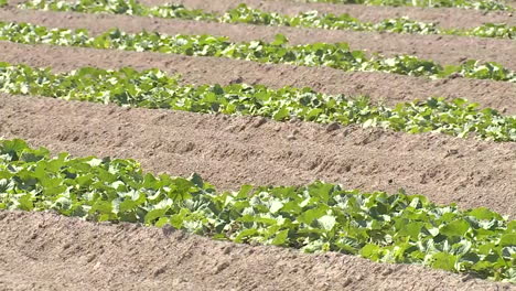 cucumber plants growing in rows in a field