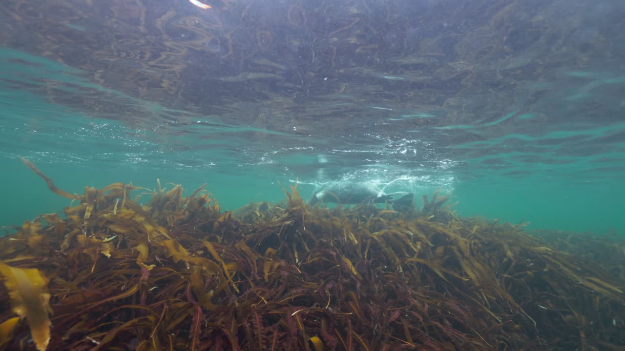 Foca grigia che scivola oltre le alghe sul fondale marino — Comportamento marino naturale in acque fredde a Percé, acquisito in 4K a 60 FPS