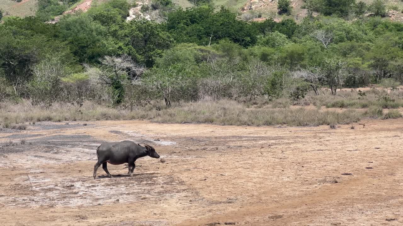 Bufalo d'acqua asiatico che cammina nella savana secca del Parco Nazionale di Komodo, Indonesia.