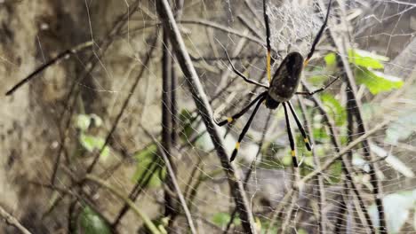 la peligrosa araña de seda tropical está esperando comida en su telaraña.