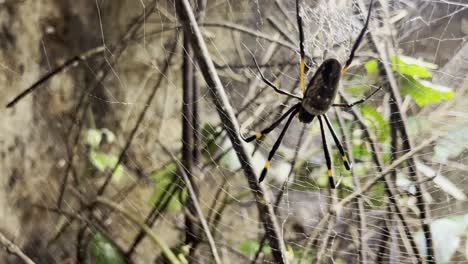 dangerous tropical silk spider is waiting for food in its spider web