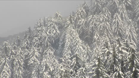 Schnee-Fällt-Auf-Einen-Mit-Kiefern-Bedeckten-Hang