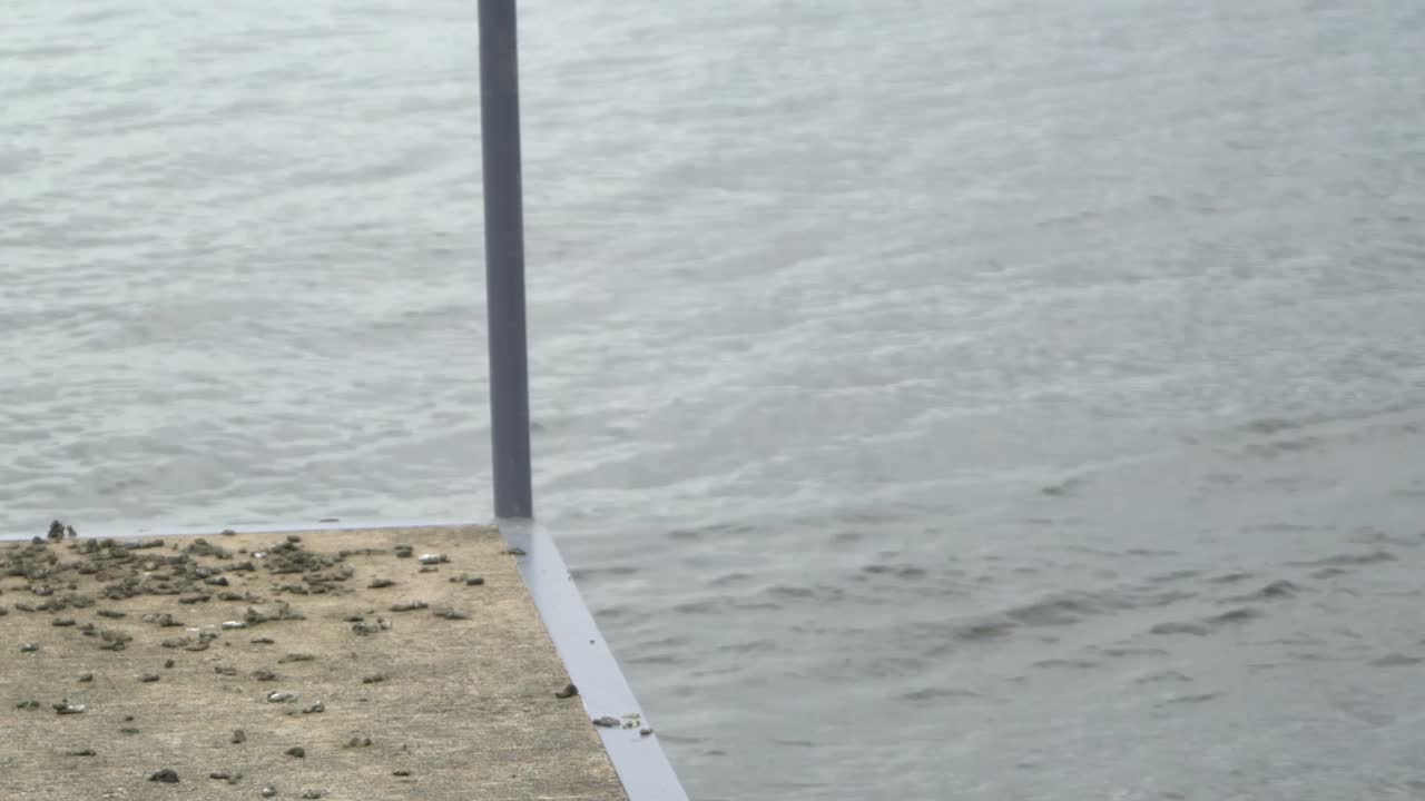 호숫가 부두에서 물속으로 뛰어드는 오리