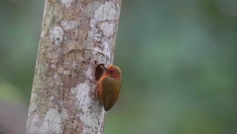 a-rufous-piculet-bird-is-observing-its-nest-hole-in-the-dry-wood