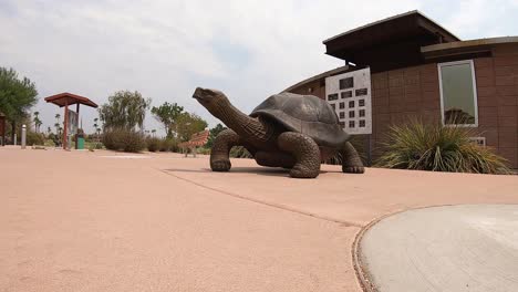 low angle of george the tortoise, fountain pond, fountain hills, arizona