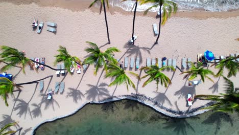 top down drone shot of palm trees on sand beach in tropical island hawaii