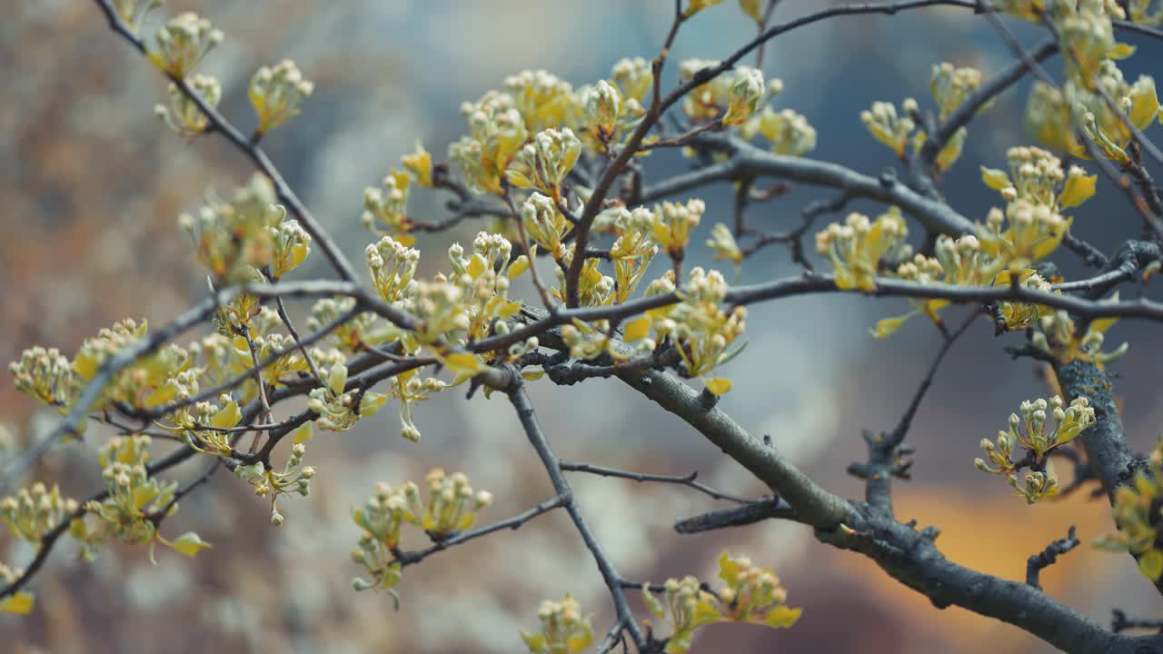Alberi in fiore nel giardino all'inizio della primavera.