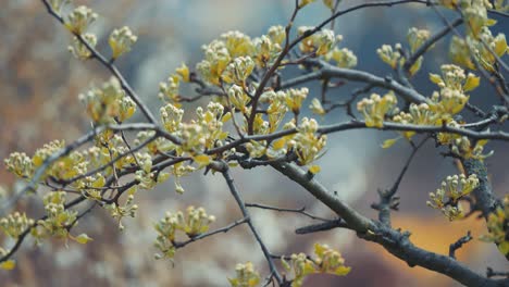 Blooming-trees-in-the-garden-in-the-early-spring