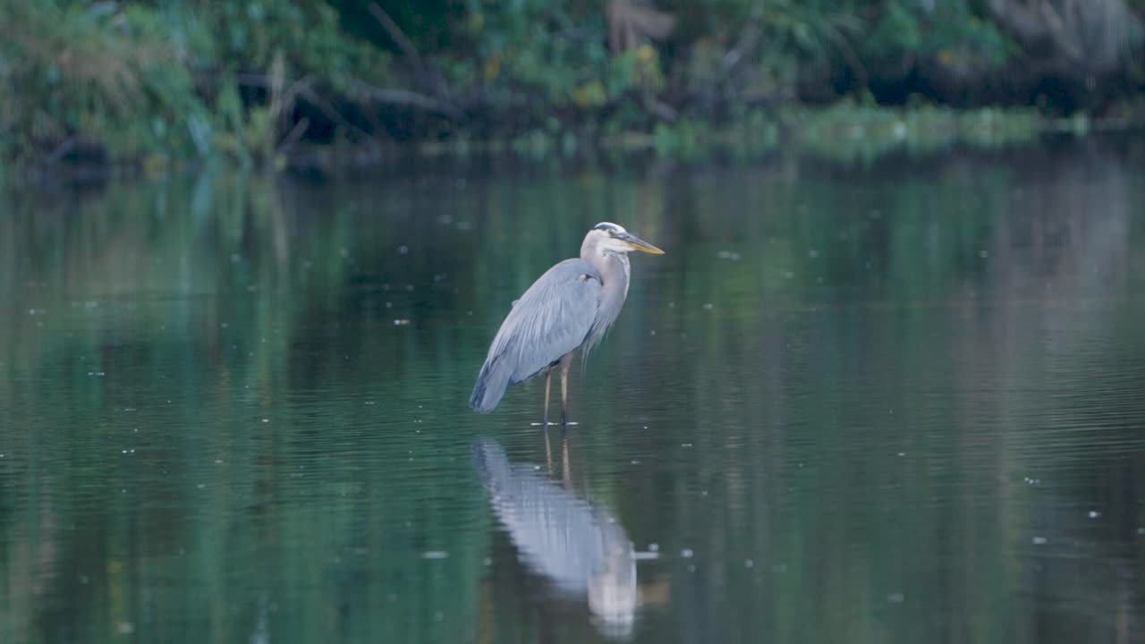 A great blue heron stands still in glassy water, perfectly mirrored by its reflection in the serene marsh landscape