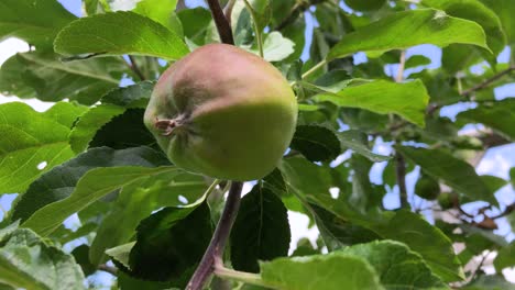 young apple tree with green leaves and a ripening apple on a sunny day against a background of blue sky with white clouds